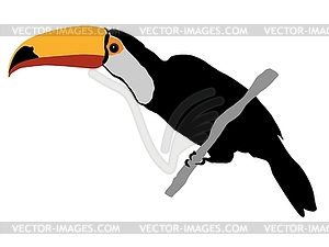 Toucan - vector clip art
