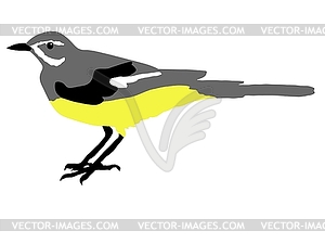Wagtail - vector clipart