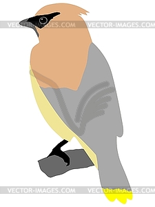 Waxwing - vector clipart