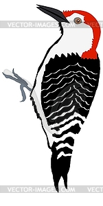 Woodpecker - vector clip art