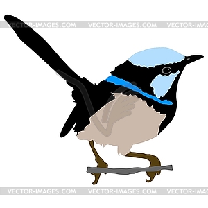 Wren - royalty-free vector clipart