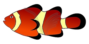 Clownfish - vector clip art