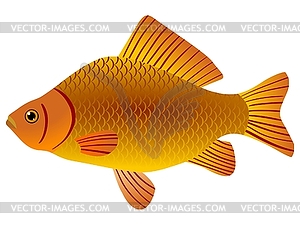 Crucian - vector image
