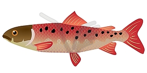 Fish - vector image
