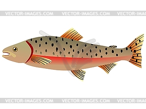 Salmon - vector image