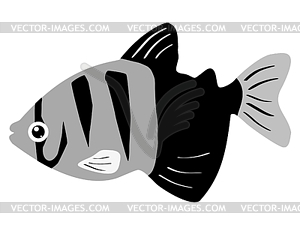 Aquarium fish - vector image