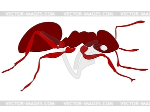 Red ant - color vector clipart