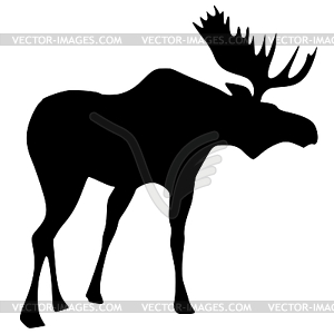 Moose - vector image