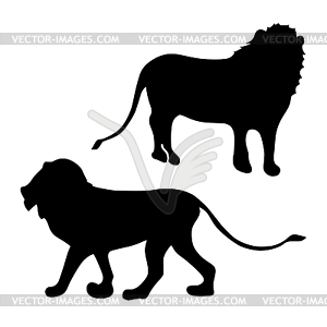 Lion - vector image