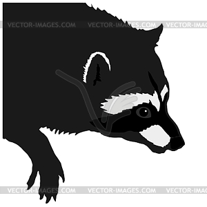 Raccoon - vector image