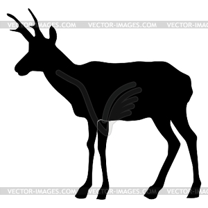 Antelope - vector image