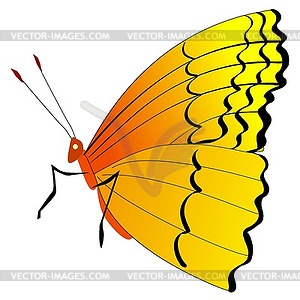 Butterfly - vector image