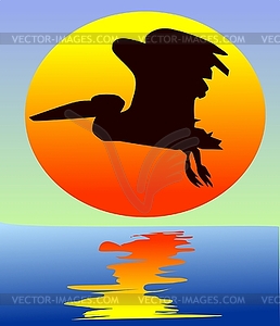 Pelican - vector image