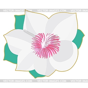 Magnolia - vector clipart