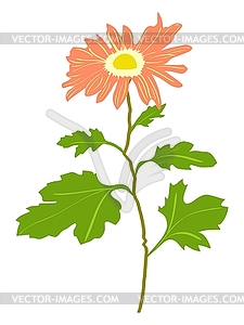 Chrysanthemum - vector image