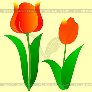 Background with tulip - vector clipart