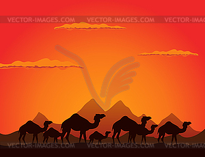 Camels - royalty-free vector image