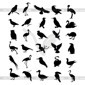 Bird - vector clipart