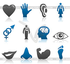 Icons of parts of body - vector clipart
