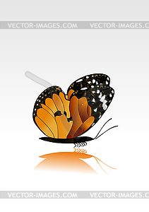 Frame butterfly - vector clip art