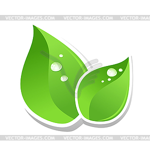 Leaves with water drops - vector clipart / vector image