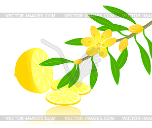 Citron paradise - vector clipart