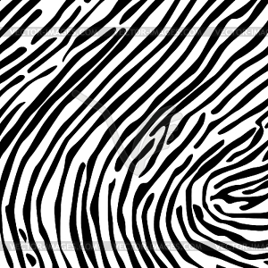 Skin of zebra - white & black vector clipart