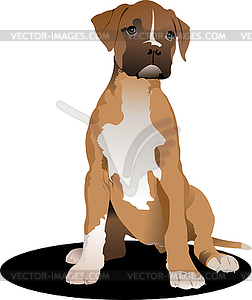 Sitting puppy boxer. - vector clipart