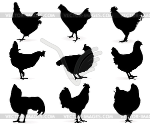 Hens - vector image