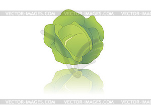 Cabbage - color vector clipart