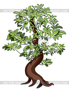 Ficus Bonsai - vector clipart
