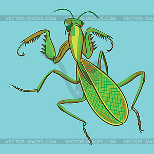 Mantis - vector image
