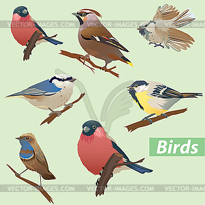 Set of birds - tit, bullfinch, sparrow, crossbill - royalty-free vector clipart