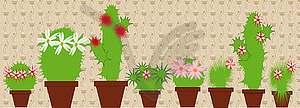 Flowering cacti in pots - vector clipart