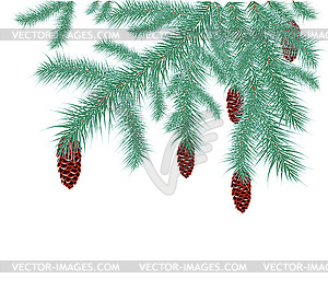Spruce branches - vector image