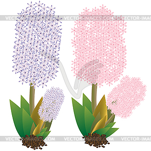 Hyacinth - vector clipart / vector image