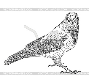 Drawn Hooded Crow - vector image