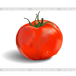 Red tomato - vector image