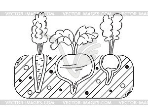 Thin line gardening bed with vegetables - vector clipart