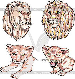 Heads of lions and lion cubs - vector image