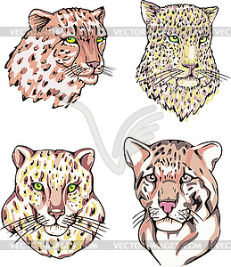 Heads of leopard and cheetah - vector clipart