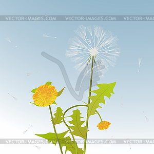 Dandelions decorative card - vector image