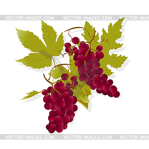 Red wine grapes - vector clipart / vector image