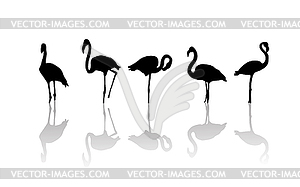 Flamingo birds - vector clip art