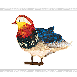 Mandarin duck - vector image