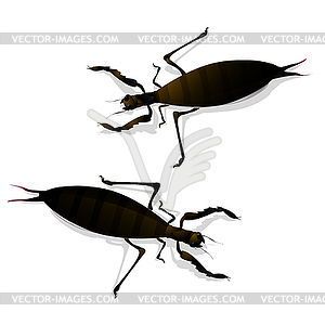 Two large insects - vector clipart