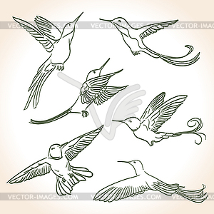 Colibri drawing made in line art style - vector clipart