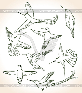 Colibri drawing in line art style - vector clip art