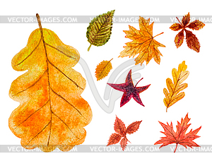 Set of autumn leaves. watercolor - vector clipart