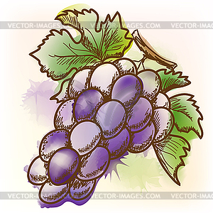 Grape, watercolor painting - vector image